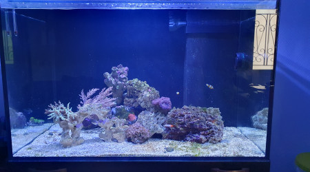 aquarium Récifal