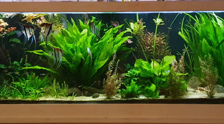 Quand la nature reprend ses droits