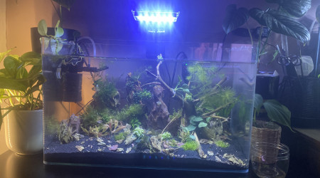 aquarium 50 l