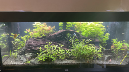 Modification du bac après 2 ans