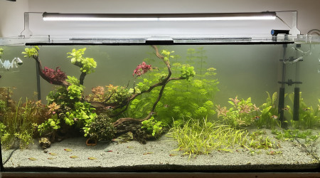 J+11 CO2/fertilisation