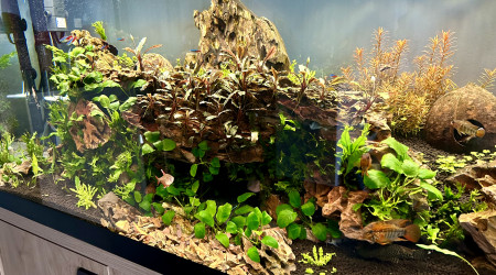 aquarium Planté Communautaire