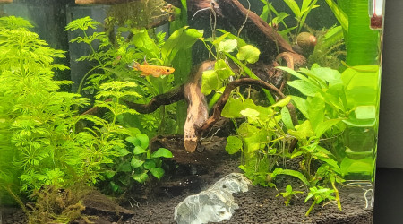 Début de la récupération