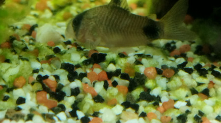 Mon plus gros corydoras panda
