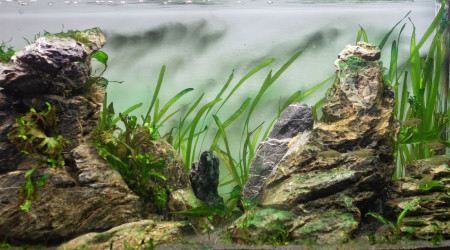 aquarium Aquarium planté avec pierres Seiryu