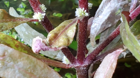Fleurs de Ludwigia repens ?