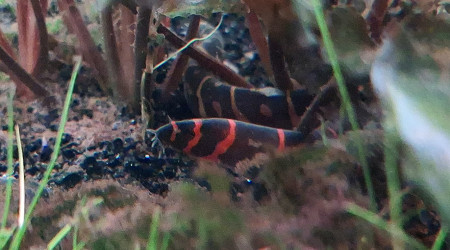 Et s'il n'en reste qu'un... Bah en fait ils sont deux. Hector Hugo