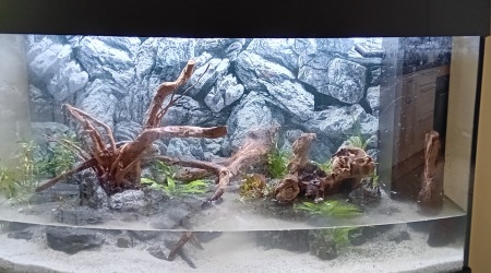 Début de la plantation - durée 4 heures