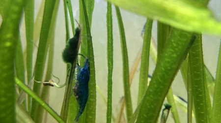 Neocaridina davidi var. "Blue"