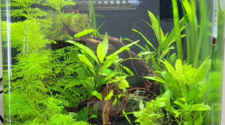 aquarium Nano 20L