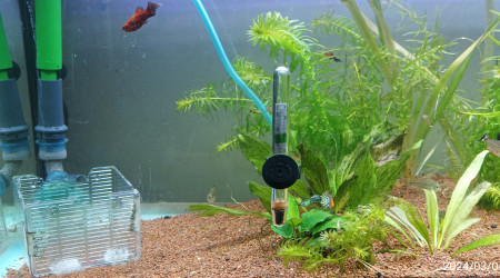 quand on voit ça et quand on voit une dizaine de photos en dessous ça fait quand même chaud au cœur ah là là l'aquariophilie toujours des problèmes à résoudre c'est ça qui est intéressant s'il y avait rien à faire on s'ennuierait