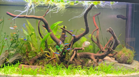 aquarium firstone