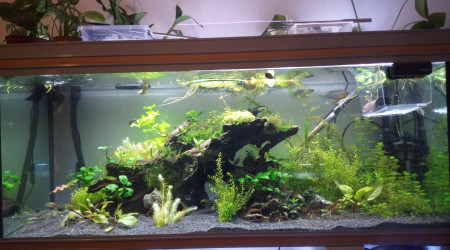 aquarium 240L