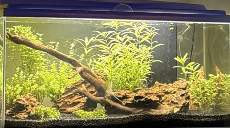 aquarium Biotope Asie