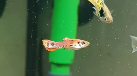 pour moi le plus beau du bac mais je ne sais pas qui est a l origine bizarre !