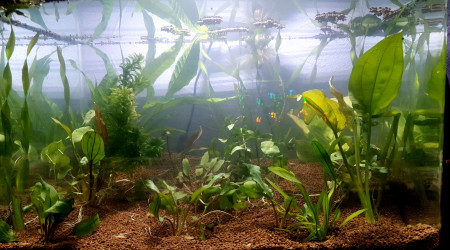 aquarium Futur Betta