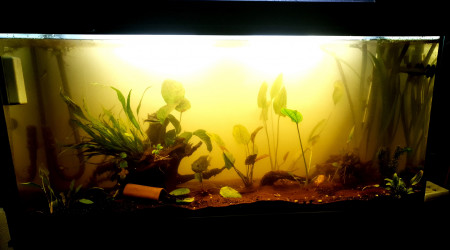 aquarium Amazonien en reset