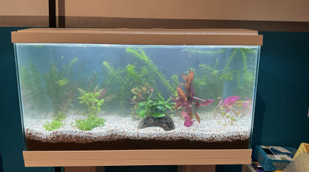 aquarium Petit