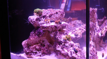 aquarium Mon1er RedSea Peninsula