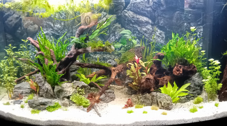 En plein pic Nitrites