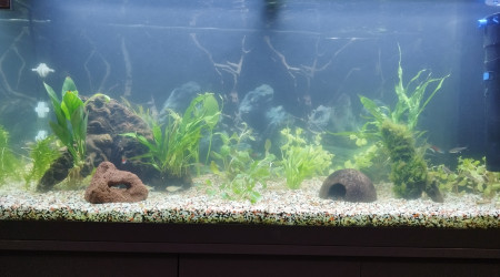 Nouvel aménagement avec nouvelles plantes