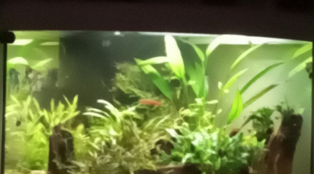 aquarium Juwell