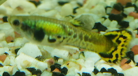 Petite guppy née chez moi