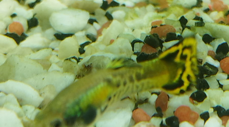 Petite guppy née chez moi