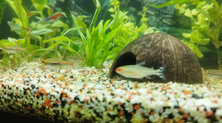 Tout ce petit monde à l'air de bien se porter