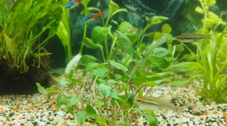 Tout ce petit monde à l'air de bien se porter