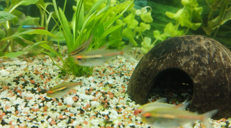 Tout ce petit monde à l'air de bien se porter