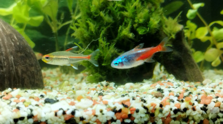 Pas facile de prendre les néons en photo