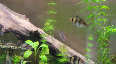 puntigrus tetrazona (barbu de sumatra)