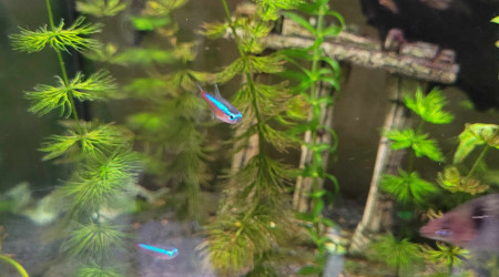 paracheirodon axelrodi (cardinalis)