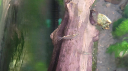 caridina multidentata