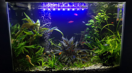 aquarium Platy mix