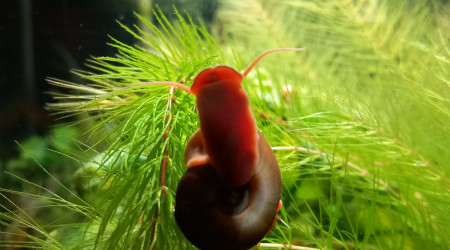 Les croquettes à helena sont arrivées