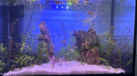 aquarium Salon