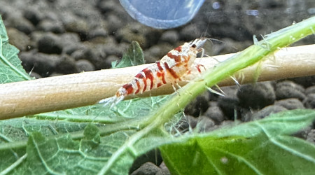 aquarium Spe crevettes