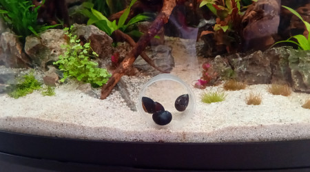 1er habitants visibles : Ajout Neritina pulligera