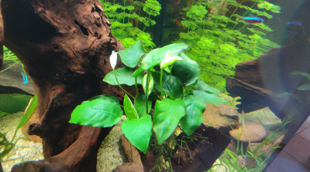 Anubias