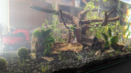 aquarium 54L crevette Neocaridina