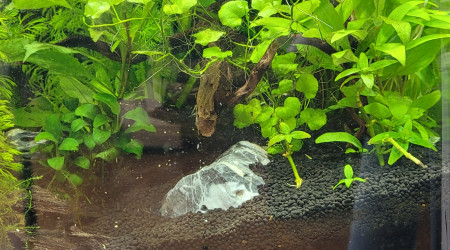 Recherche de gazonnante