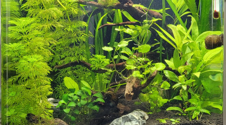 Recherche de gazonnante