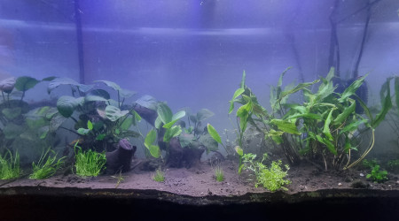 aquarium Lowtech 100 litres