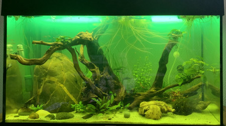 Traitement de tout l’aquarium au Omnipur A