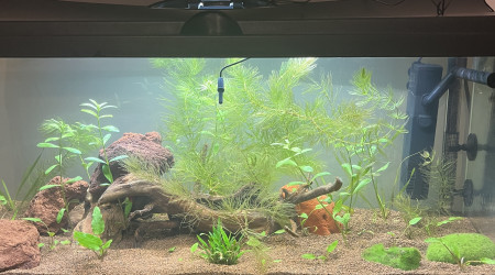 aquarium 80 litres débutant