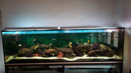 aquarium 1000L  mbunas malawi