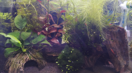 aquarium Fouillis 30l