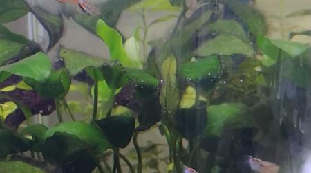 D'Artagnan en premier plan!